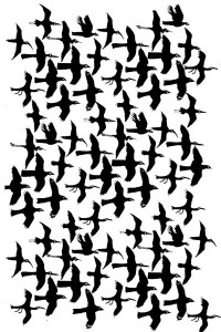 LS14-hovering-flock of birds