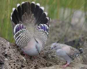 LM Crested Pigeon
