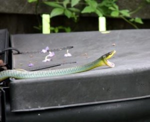 LM Green Tree Snake
