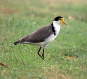LM Masked Lapwing