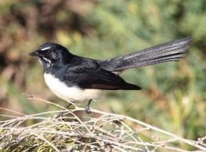 LM Willie Wagtail