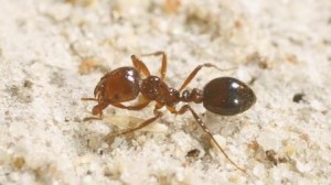 LM fire ant