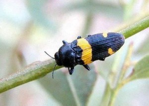 jewel beetles
